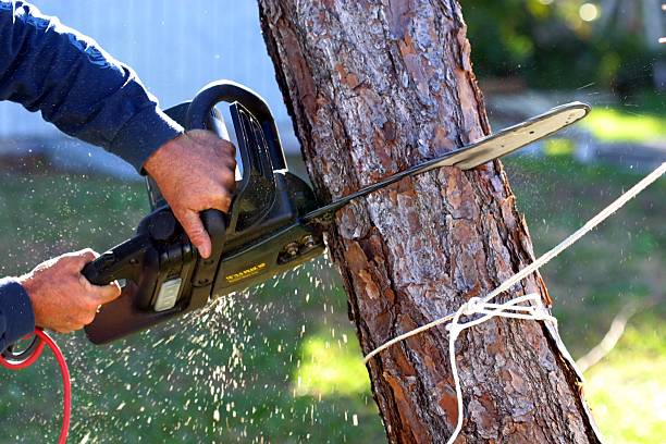 How Our Tree Care Process Works  in  South Padre Island, TX