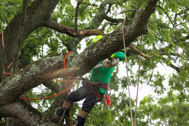 Professional Tree Care in South Padre Island, TX